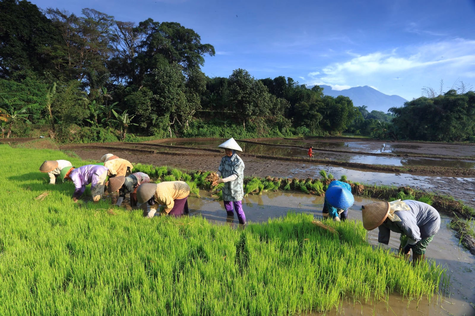 petani-sawah-indonesia